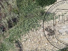 Бешенный огурец обыкновенный 001